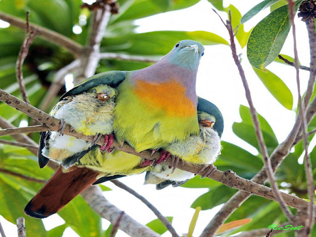 У птиц развита забота о потомстве