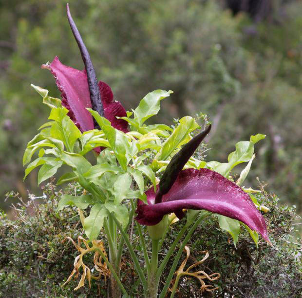 Hoa Dracunculus vulgaris có nguồn gốc từ vùng quanh Hy Lạp, sau đó du nhập vào Mỹ, phổ biến nhất là vùng Bờ Tây nước Mỹ, tại các bang California, Oregon và Washington. Thời gian hoa nở kéo dài không quá lâu, chỉ khoảng một ngày. Mùi của nó giống như mùi thịt thối.