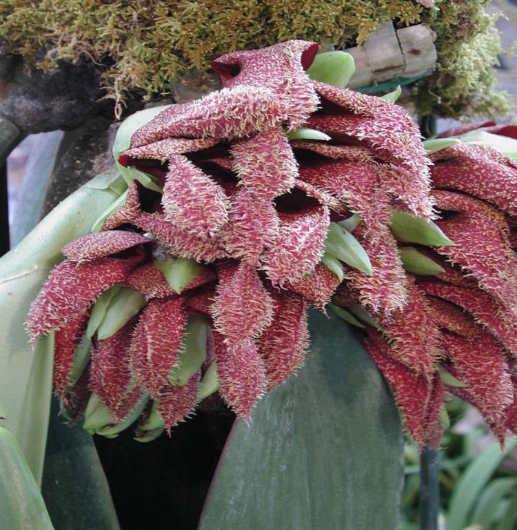 Cây bulbophyllum phalaenopsis thuộc chi lớn nhất của phong lan Bulbophyllum. Hoa của nó có màu đỏ hồng và tỏa mùi ghê sợ giống như cây Dracunculus.