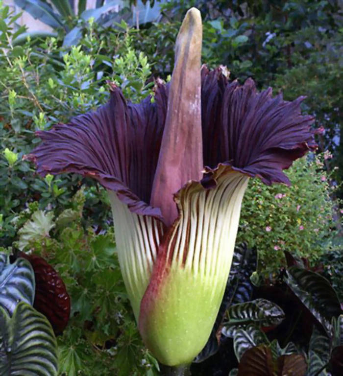 Hoa xác thối (Titan Arum) được mệnh danh là "loài hoa có mùi tồi tệ nhất trên thế giới", với mùi hương giống mùi xác chết thối rữa. Côn trùng thụ phấn cho cây chủ yếu là ruồi và bọ cánh cứng, những loài thích đẻ trứng trên sinh vật chết.