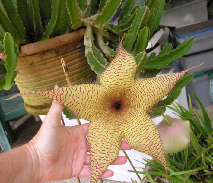 Stapelia gigantea là loài cây có hoa 5 cánh, tỏa mùi thịt thối rữa.