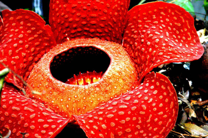 Rafflesia arnoldii là loài cây có bông hoa đơn lẻ lớn nhất thế giới. Đường kính bông hoa vào khoảng 0,9 m. Nó sinh sống tại nhiều khu rừng nhiệt đới ở Indonesia. Mùi hương giống như mùi xác chết thối rữa sẽ thu hút ruồi đến thụ phấn.