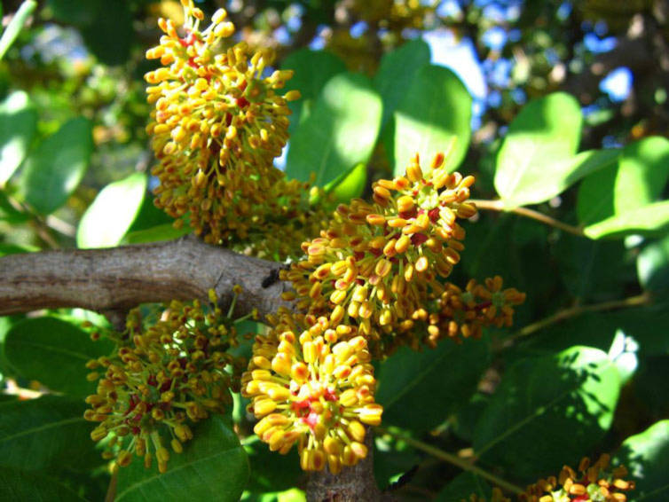 Hoa carob có bề ngoài không đặc biệt nhưng là loài có mùi đặc trưng của tinh dịch. Bao hạt cây carob có giá trị rất cao. Sau khi nghiền nát, bao hạt được sử dụng làm sản phẩm thay thế chocolate.