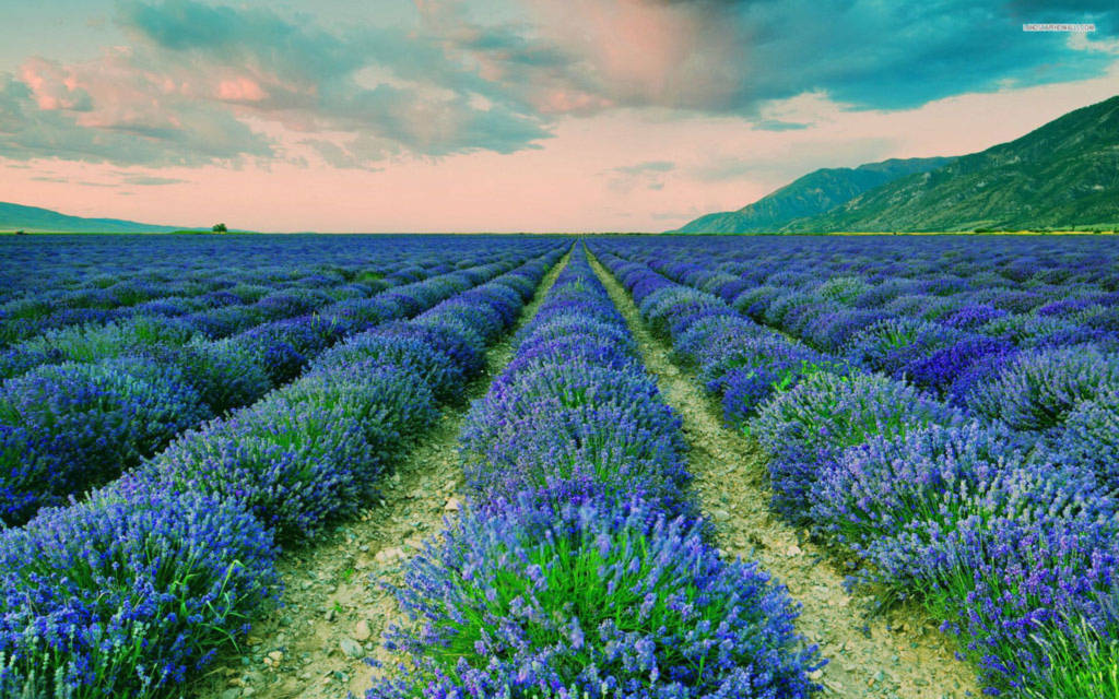  Hoa oải hương đã trở thành loài hoa đặc trưng của mùa hè ở nhiều nước tại Châu Âu