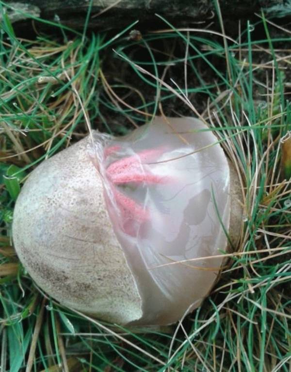 Bức ảnh đăng trên trang Twitter đã nhận được nhiều bình luận và nhiều người đồng ý rằng đây là hình ảnh "quả trứng" của người ngoài hành tinh.