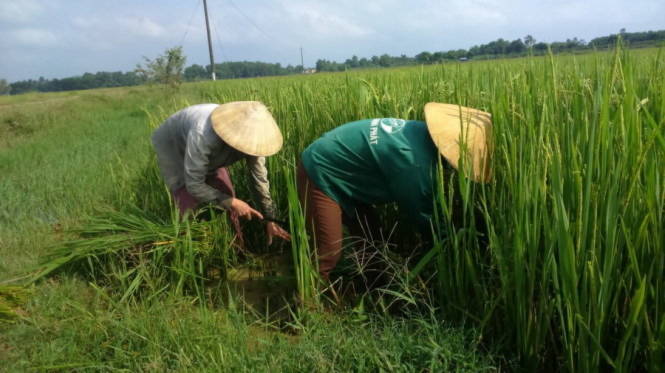 rau muống nhớt thải, bón lúa xi măng, ướp cá bằng u rê, trộn phân lân vào chè, chè bẩn, chất vàng ô, rau muống, cá biển u rê