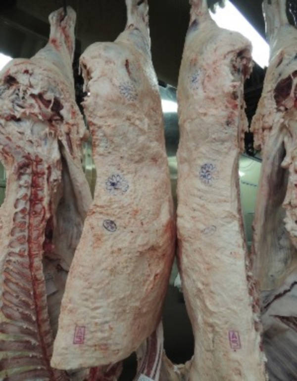 Thịt bò tại xưởng giết mổ. Dấu A5 cho thấy chất lượng của thịt bò. Dấu sao màu xanh da trời xác nhận đây là bò Kobe.