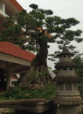 cây-cảnh, đại-gia, chơi-cây, Phú-Thọ, Vĩnh-Phúc, tiền-tỷ, sưu-tập đồ-cổ, Phiến cá cây-cảnh, đại-gia, chơi-cây, Phú-Thọ, Vĩnh-Phúc, tiền-tỷ, sưu-tập đồ-cổ, Phiến cá