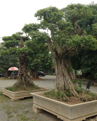 cây-cảnh, đại-gia, chơi-cây, Phú-Thọ, Vĩnh-Phúc, tiền-tỷ, sưu-tập đồ-cổ, Phiến cá