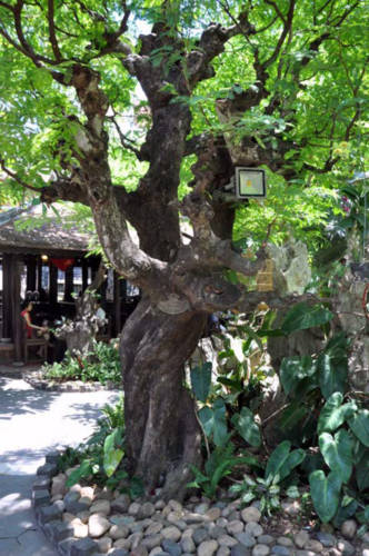 Đà-Nẵng, đà-thành, quán-cà-phê, nhà-cổ, triệu-đô Đà-Nẵng, đà-thành, quán-cà-phê, nhà-cổ, triệu-đô