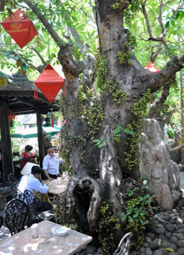 Đà-Nẵng, đà-thành, quán-cà-phê, nhà-cổ, triệu-đô Đà-Nẵng, đà-thành, quán-cà-phê, nhà-cổ, triệu-đô