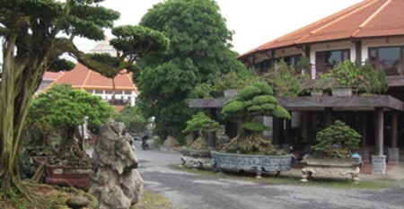 cây-cảnh, đại-gia, chơi-cây, Phú-Thọ, Vĩnh-Phúc, tiền-tỷ, sưu-tập đồ-cổ, Phiến cá cây-cảnh, đại-gia, chơi-cây, Phú-Thọ, Vĩnh-Phúc, tiền-tỷ, sưu-tập đồ-cổ, Phiến cá