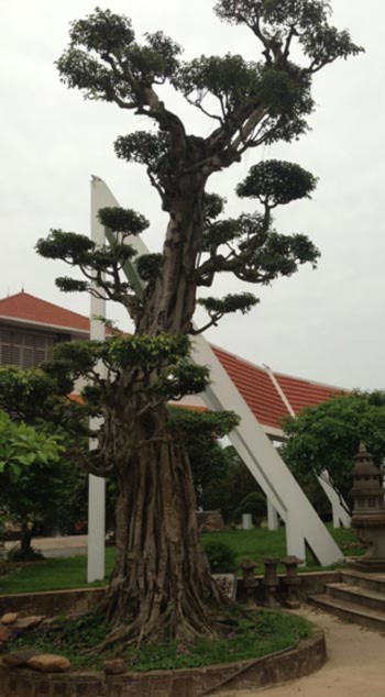 cây-cảnh, đại-gia, chơi-cây, Phú-Thọ, Vĩnh-Phúc, tiền-tỷ, sưu-tập đồ-cổ, Phiến cá cây-cảnh, đại-gia, chơi-cây, Phú-Thọ, Vĩnh-Phúc, tiền-tỷ, sưu-tập đồ-cổ, Phiến cá