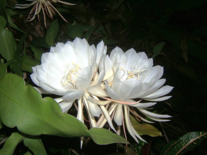Loài hoa này được xếp vào loại hoa hiếm vì nó nở rất ít.