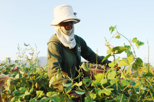 Một phụ nữ Raglây thu hoạch đậu ván trồng ở lòng hồ Sông Sắt. Ảnh: Tư Huynh