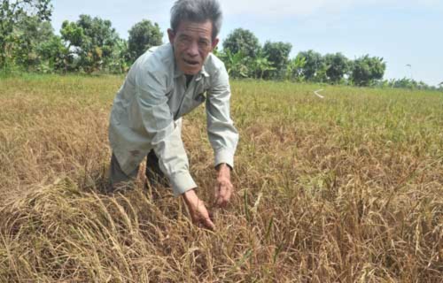Đến nay có gần 140.000 ha lúa đông xuân ở miền Tây bị thiệt hại do hạn hán, xâm nhập mặn. Ảnh: A.X