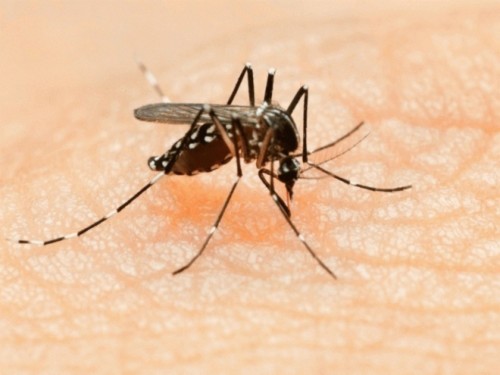 Những con đường lây nhiễm virus Zika - Ảnh 1