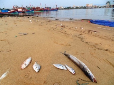 Cá chết do thủy triều đỏ: Nhà khoa học phản bác kịch liệt - Ảnh 1