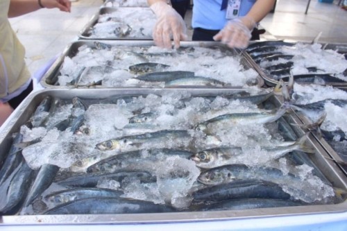 300 tấn cá sạch của ngư dân đã đến với bữa cơm của nhiều gia đình - Ảnh 6