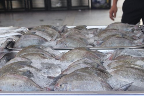 300 tấn cá sạch của ngư dân đã đến với bữa cơm của nhiều gia đình - Ảnh 5
