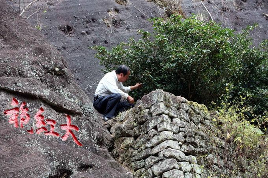 Vách đá có 3 chữ "Đại Hồng Bào" màu đỏ, nơi còn lại những cây Đại Hồng Bào cổ. Ảnh: whatsonxiamen.com