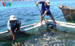 Người nuôi cá lồng trên đảo Phú Quý điêu đứng do cá chết