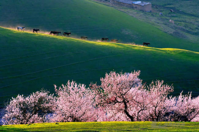 Thung lũng hoa mai hương sắc đẹp đến cạn lời ở Tân Cương - Ảnh 10.
