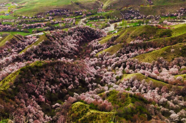 Thung lũng hoa mai hương sắc đẹp đến cạn lời ở Tân Cương - Ảnh 12.