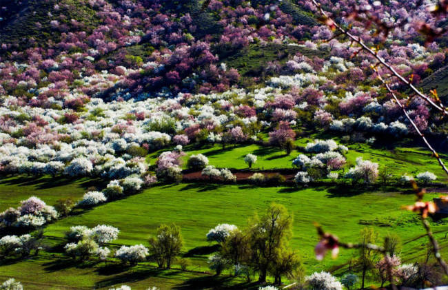 Thung lũng hoa mai hương sắc đẹp đến cạn lời ở Tân Cương - Ảnh 3.