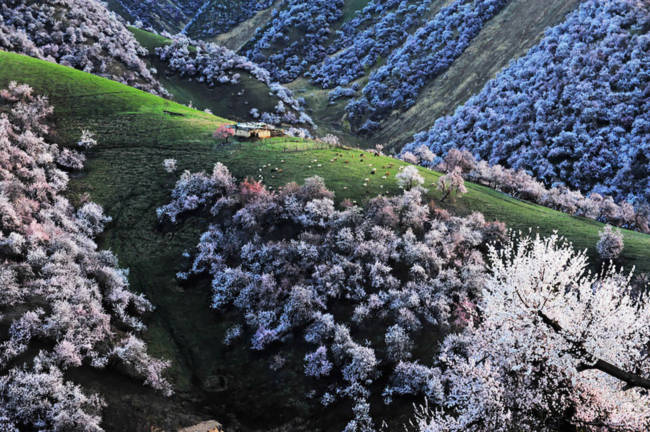 Thung lũng hoa mai hương sắc đẹp đến cạn lời ở Tân Cương - Ảnh 8.