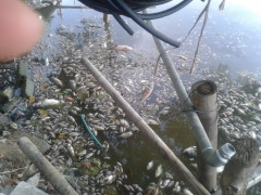 Cá chết trắng hồ Mật Sơn ở phường Đông Vệ (TP Thanh Hóa) nhiều ngày nay, gây ô nhiễm môi trường nghiêm trọng - Ảnh: Hà Đồng - tuoitre.vn