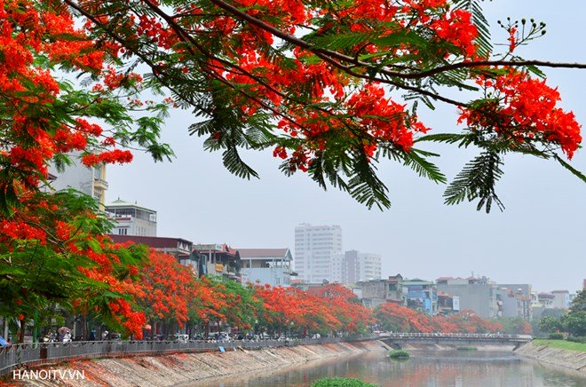 Hai bờ sông Tô Lịch hoa phượng đỏ rực trời, cảnh tượng khiến ai ngang qua cũng phải trầm trồ. Ảnh hanoitv.vn
