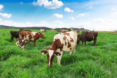 Đàn bò organic nuôi tại đây được Vinamilk nhập từ Úc là những giống bò tự nhiên, khỏe mạnh và có sức miễn dịch tốt để thích nghi với khí hậu tại đây. Ảnh baodatviet.vn
