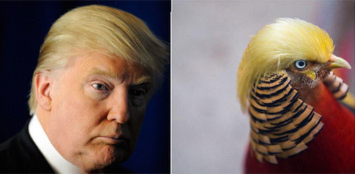 một con chim ở Đông Trung Quốc gây sốt vì có chỏm lông trên đầu giống với mái tóc của ông Trump.
