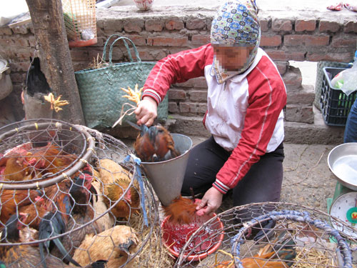 Vận chuyển, buôn bán và giết mổ, sử dụng gia cầm không rõ nguồn gốc, nhập lậu... là nguy cơ lây lan dịch cúm gia cầm sang người. Ảnh suckhoedoisong.vn