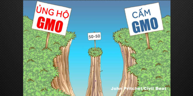 Giới khoa học vẫn đang chia làm 2 phe trong vấn đề GMO