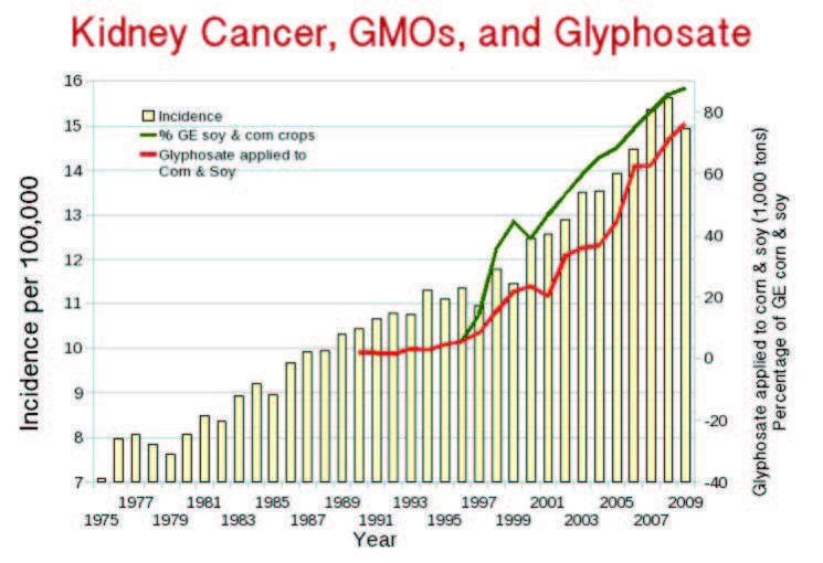 Tỉ lệ ung thư thận ở Mỹ tăng kể từ khi GMO được đưa ra thị trường năm 1996 và glyphosate được phun tràn lan (nguồn: responsibletechnology.org)