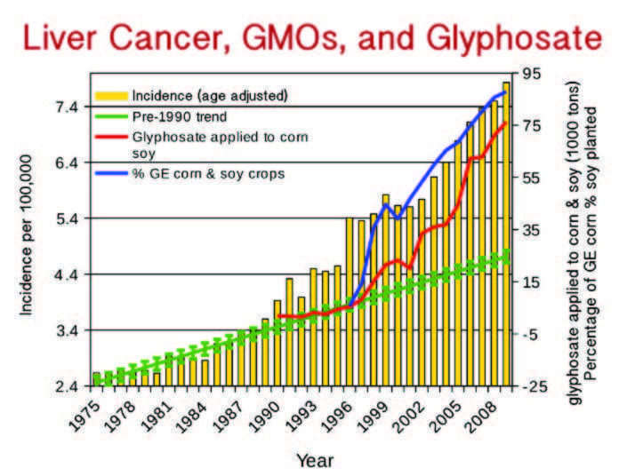 Ung thư gan ở Mỹ cũng tăng rất nhanh kể từ khi GMO được đưa vào sử dụng năm 1996 và glyphosate được phun tràn lan (nguồn: responsibletechnology.org)