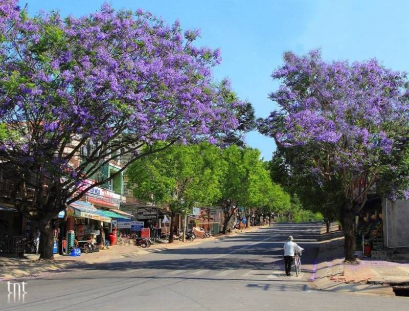 Đà Lạt, phượng tím, 