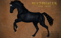 Bucephalus