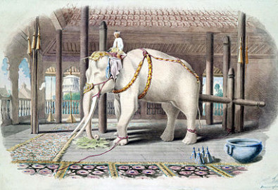 Một con voi trắng tại Cung điện Amarapura, Miến Điện, năm 1855. (Ảnh từ wikipedia.org)