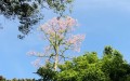 Cây Ngô Đồng trổ bông rực rỡ ở công viên Tứ Tượng, Huế. (Ảnh: Thúy Khanh/ Tạp chí Tài Hoa Trẻ)