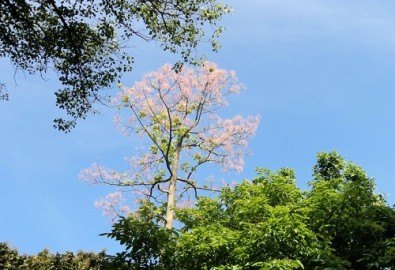 Cây Ngô Đồng trổ bông rực rỡ ở công viên Tứ Tượng, Huế. (Ảnh: Thúy Khanh/ Tạp chí Tài Hoa Trẻ)
