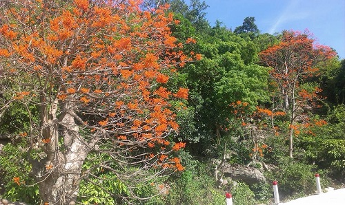 Cây Ngô Đồng ở Cù Lao Chàm. (Ảnh từ thoidai.com.vn)