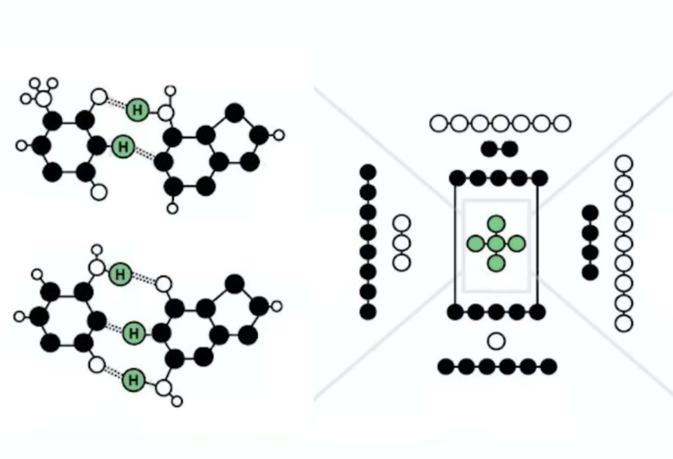 Đồ hoạ ghép đôi ba-zơ DNA (bên trái) và Hà Đồ (bên phải) (Ảnh chụp màn hình)