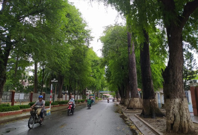 Đường Hàng Me trong nội ô thành phố Trà Vinh. (Ảnh: VOV Giao thông)
Bạn đang sao chép nội dung của Trí Thức VN. Nếu là cá nhân sử dụng, vui lòng ghi rõ nguồn trithucvn.co. Nếu là website, kênh truyền thông, vui lòng chỉ sử dụng nội dung khi có sự cho phép của Trí Thức VN.